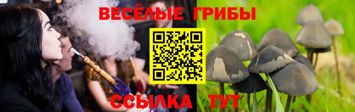 Псилоцибиновые грибы Psilocybe Клин